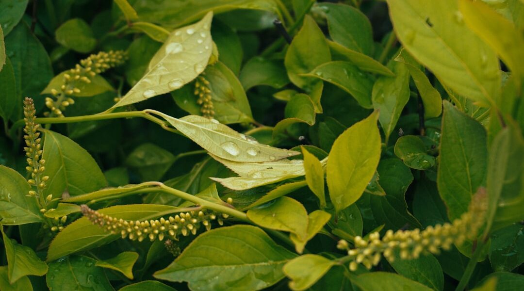 Photo Adaptogenic herbs