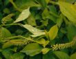 Photo Adaptogenic herbs
