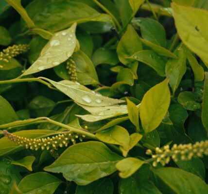 Photo Adaptogenic herbs