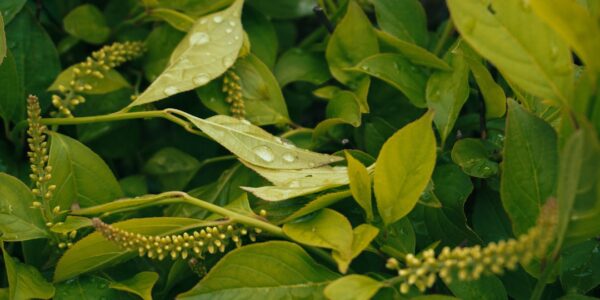 Photo Adaptogenic herbs