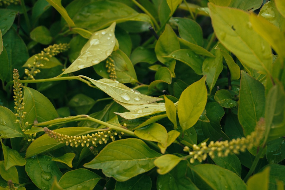 Photo Adaptogenic herbs