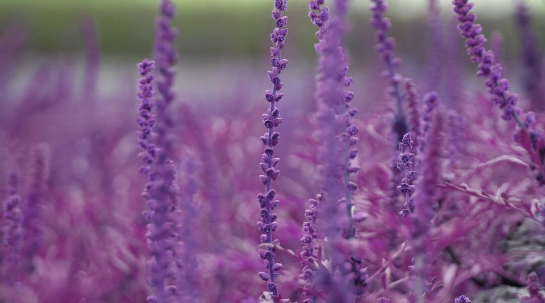 Photo Aromatherapy