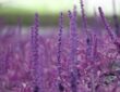 Photo Aromatherapy