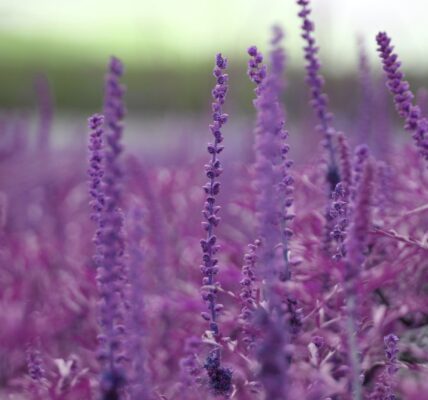Photo Aromatherapy