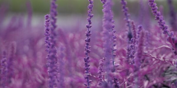 Photo Aromatherapy