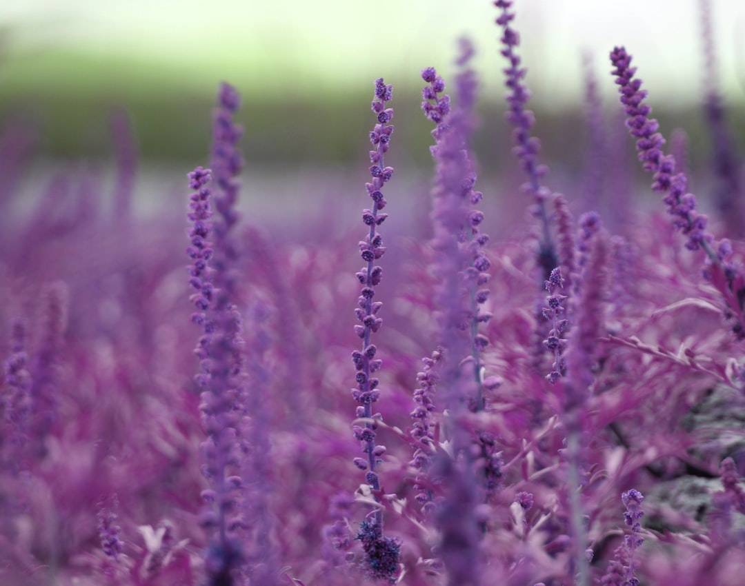 Photo Aromatherapy