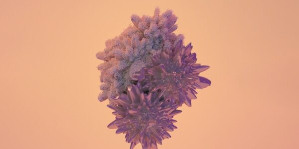 Photo immunostymulujące
