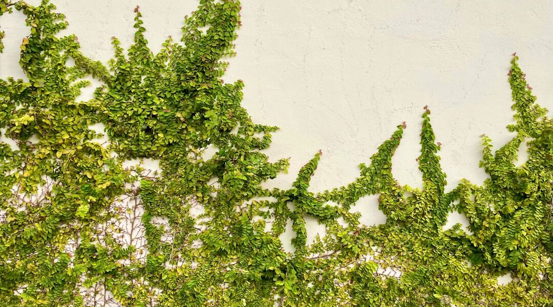 Photo detox herbs