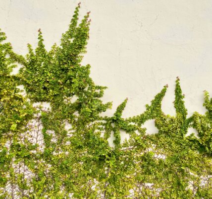 Photo detox herbs