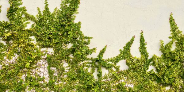 Zioła detoksykacyjne: naturalne wsparcie dla organizmu 1 Photo detox herbs