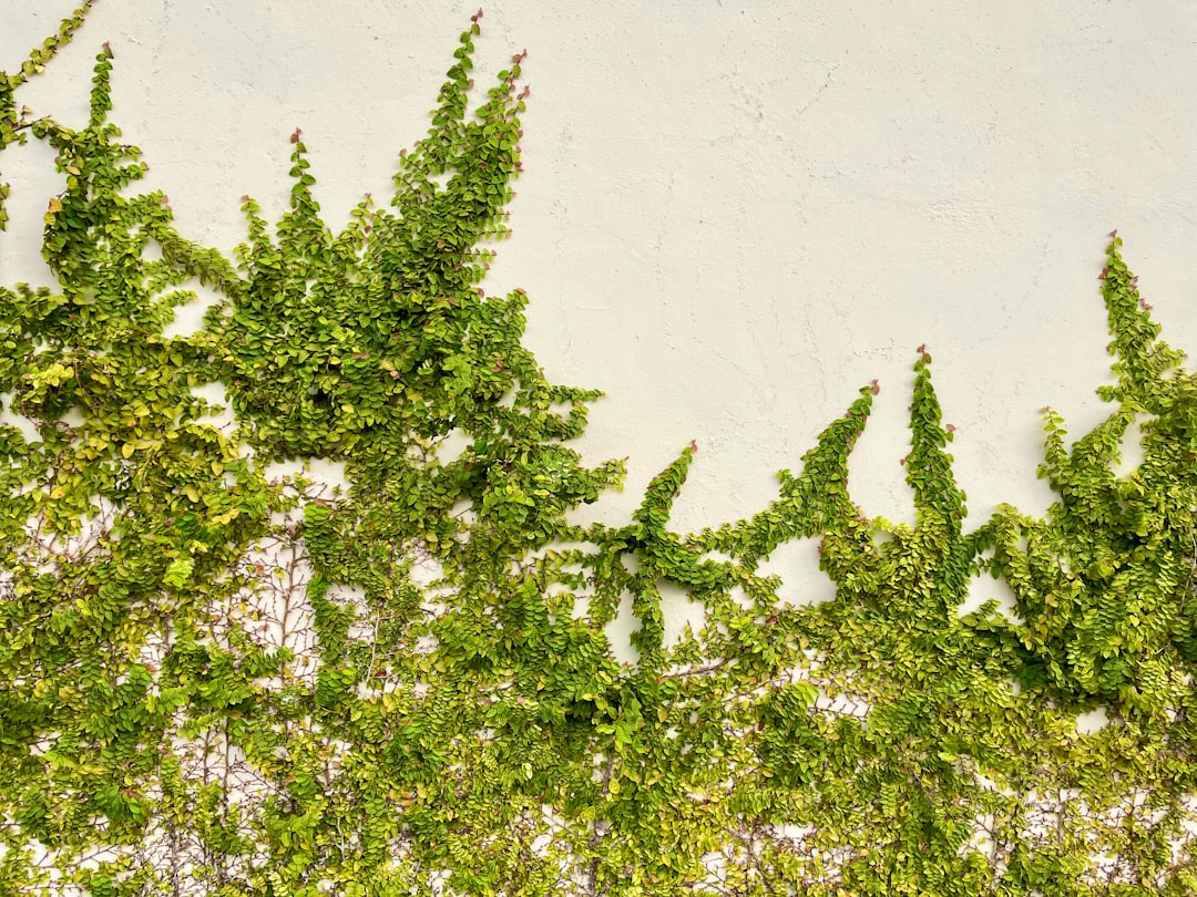 Zioła detoksykacyjne: naturalne wsparcie dla organizmu 7 Photo detox herbs