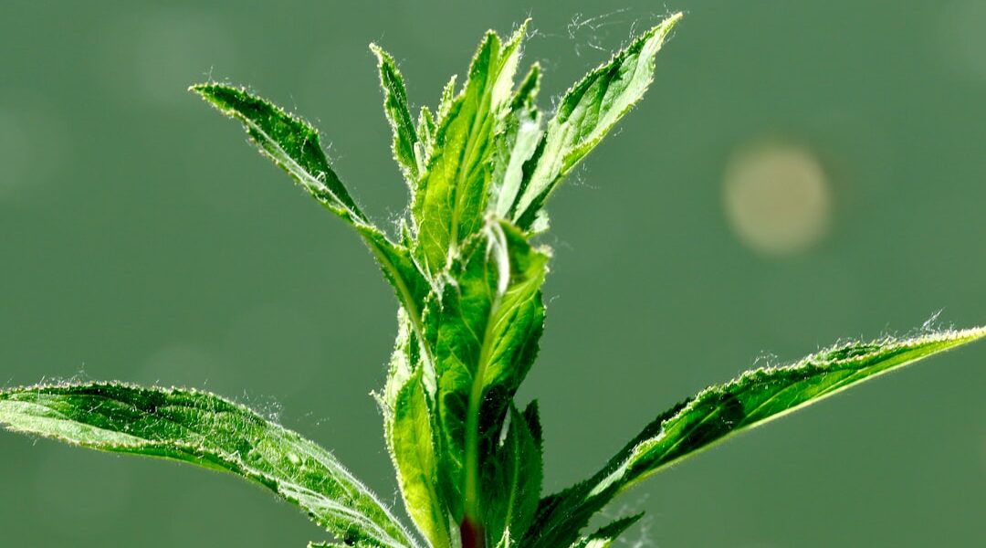 Zioła przeciwzapalne: naturalne lekarstwo 1 Photo anti-inflammatory herbs