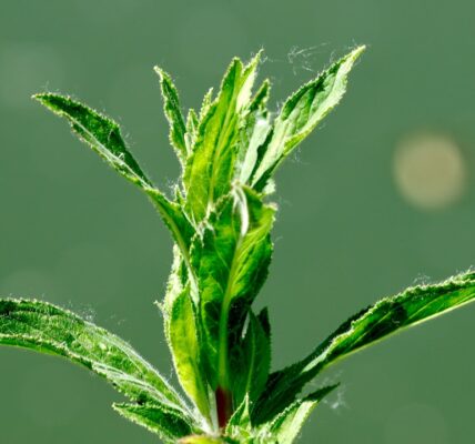 Zioła przeciwzapalne: naturalne lekarstwo 8 Photo anti-inflammatory herbs