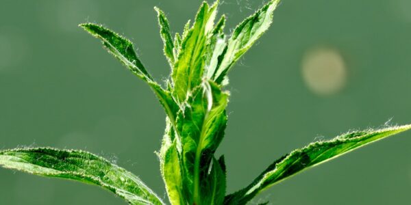 Zioła przeciwzapalne: naturalne lekarstwo 1 Photo anti-inflammatory herbs