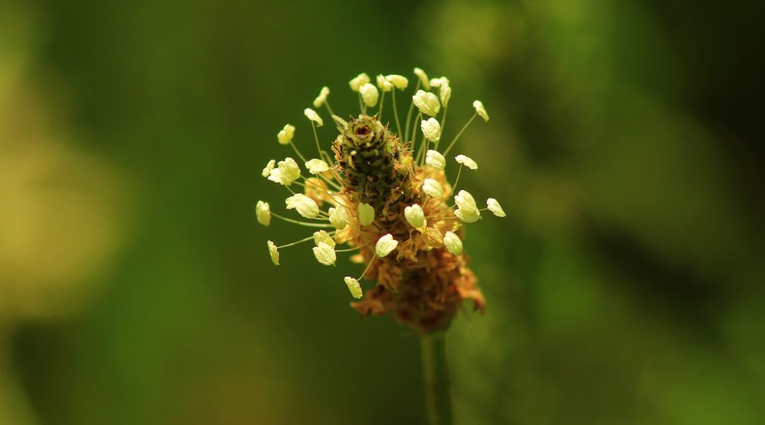 Zioła przeciwalergiczne: naturalne wsparcie dla alergików 1 Photo herbal antiallergic