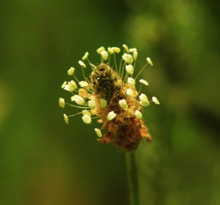 Photo herbal antiallergic