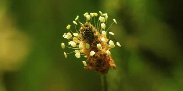 Photo herbal antiallergic