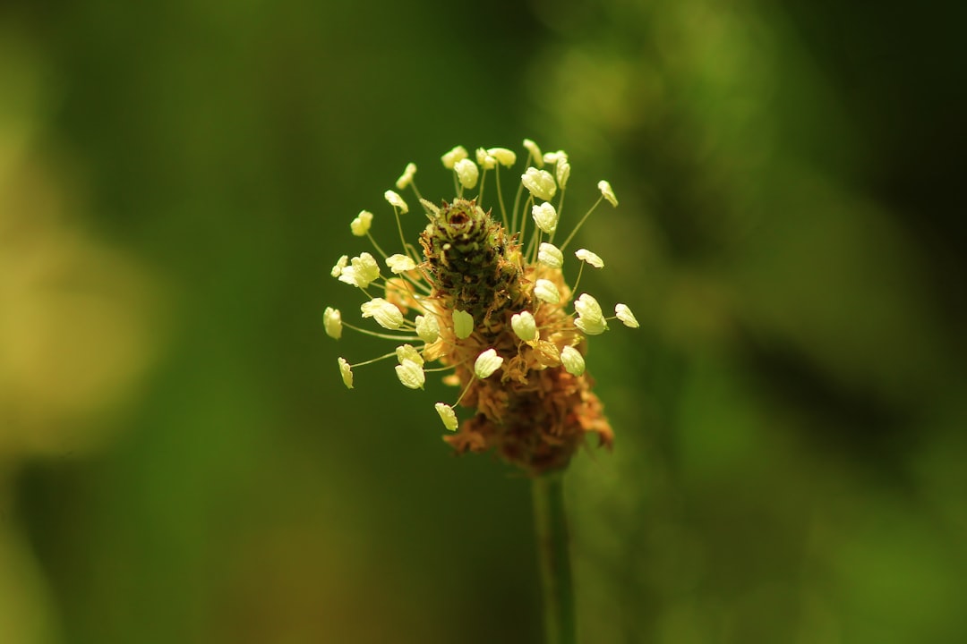 Photo herbal antiallergic