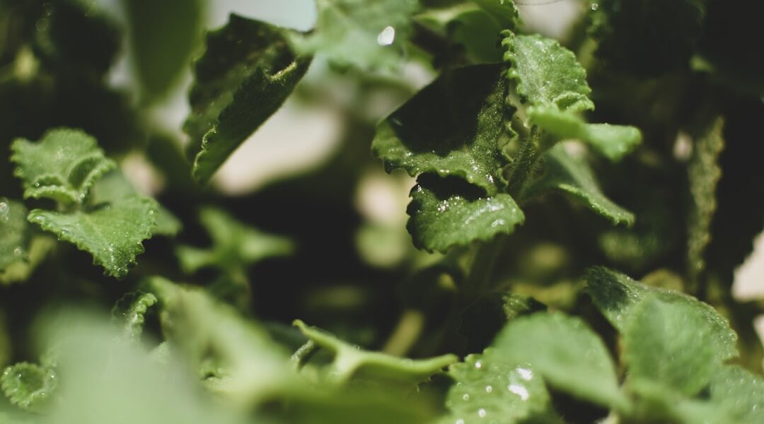 Photo antibacterial herbs