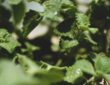 Photo antibacterial herbs