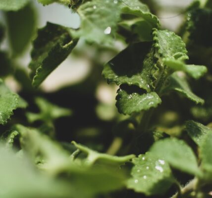 Photo antibacterial herbs