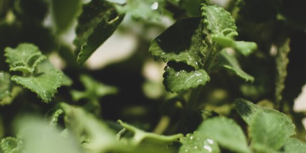 Photo antibacterial herbs