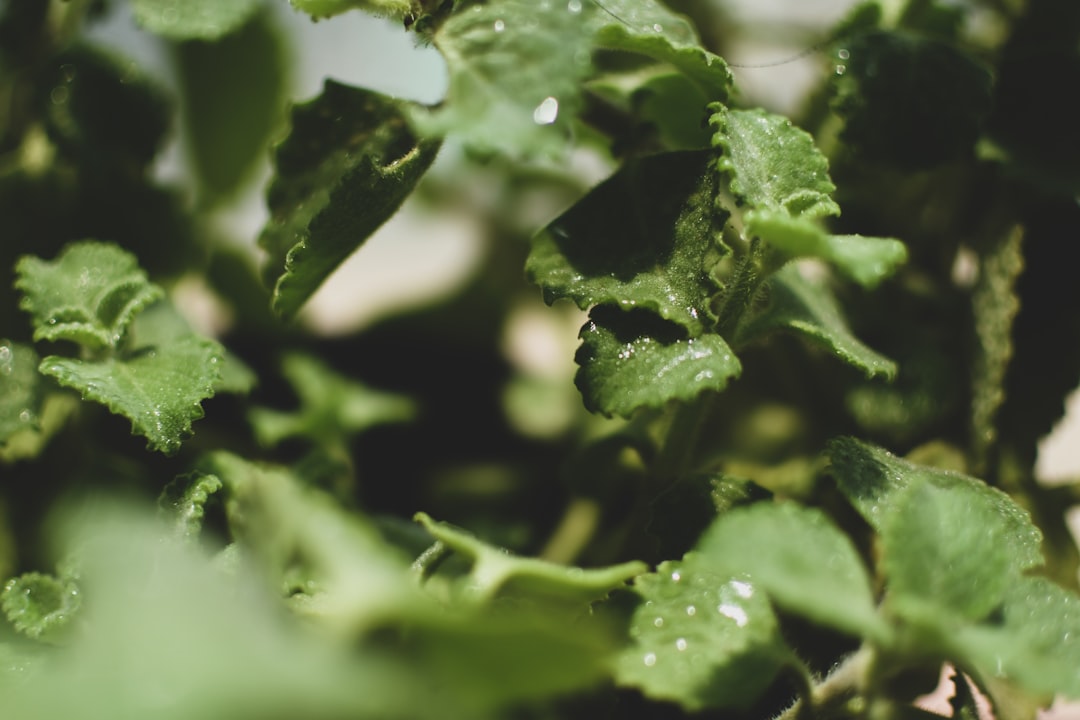 Photo antibacterial herbs
